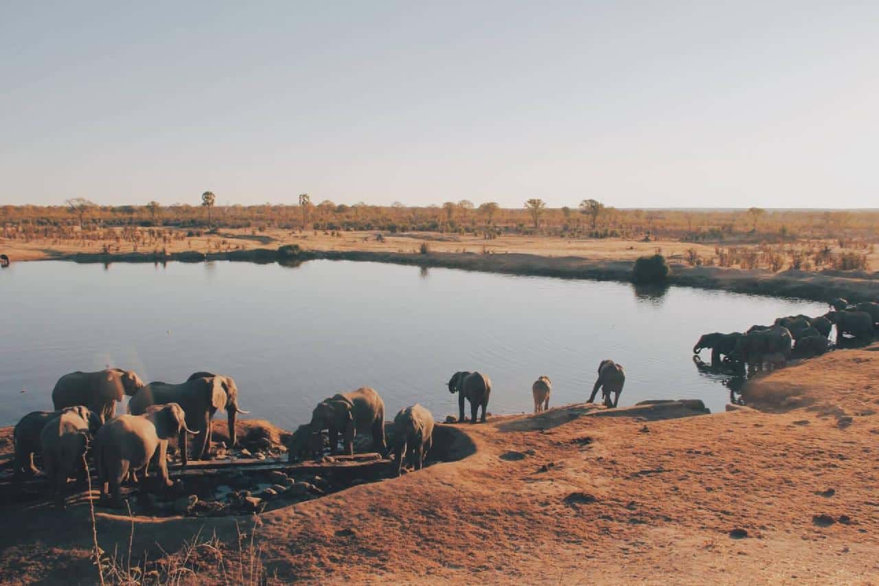 Tag på safari i Afrika
